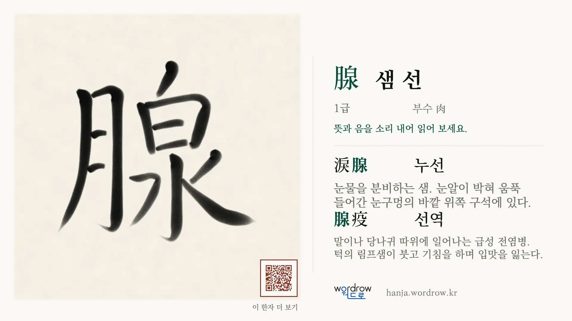 腺 샘 선 붓글씨 영상 미리보기