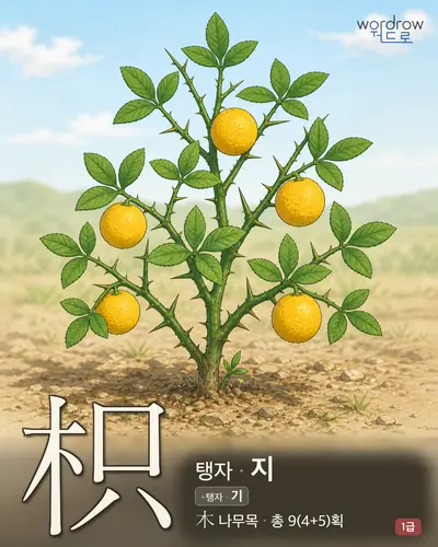 枳 (탱자 지) - 1급 썸네일