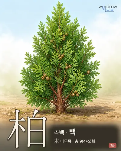 柏 (측백 백) - 2급 썸네일