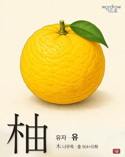 柚 (유자 유) - 1급 한자 일러스트 카드