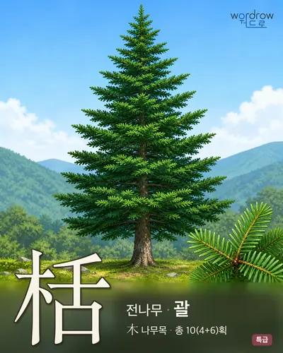 栝 (전나무 괄) - 특급 썸네일