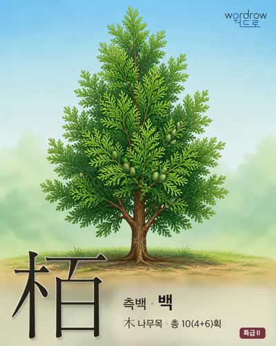栢 (측백[柏] 백) - 특급Ⅱ 한자 일러스트 카드