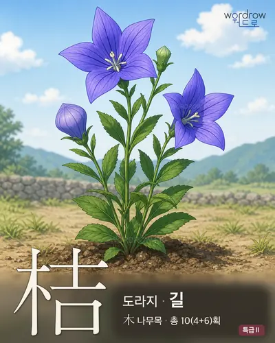 桔 (도라지 길) - 특급Ⅱ 썸네일