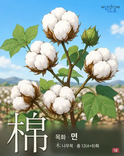 棉 (목화 면) - 1급 썸네일