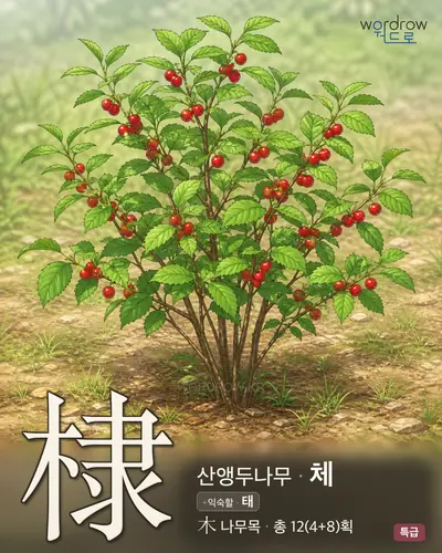 棣 (산앵두나무 체) - 특급 한자 일러스트 카드