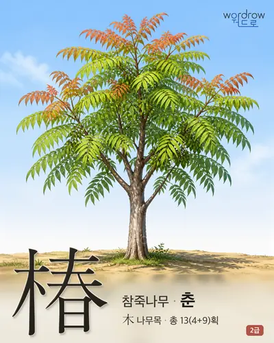 椿 (참죽나무 춘) - 2급 한자 일러스트 카드