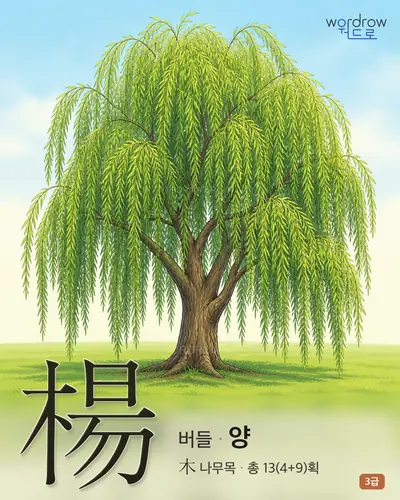 楊 (버들 양) - 3급 썸네일