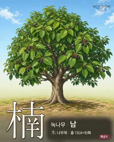 楠 (녹나무 남) - 특급Ⅱ 썸네일