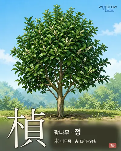 楨 (광나무 정) - 2급 썸네일
