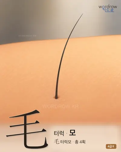 毛 (터럭 모) - 4급Ⅱ 썸네일