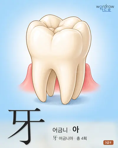 牙 (어금니 아) - 3급Ⅱ 썸네일