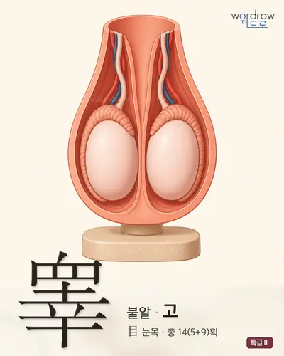 睾 (불알 고) - 특급Ⅱ 썸네일