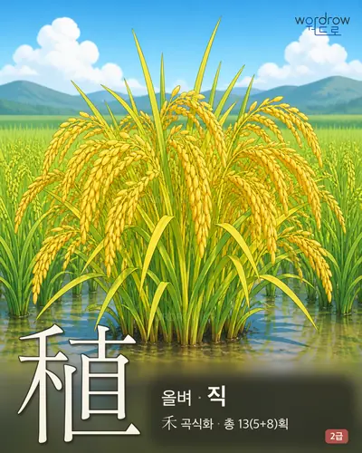 稙 (올벼 직) - 2급 썸네일