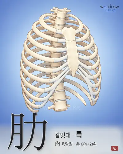 肋 (갈빗대 륵) - 1급 썸네일
