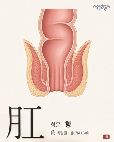 肛 (항문 항) - 1급 한자 일러스트 카드