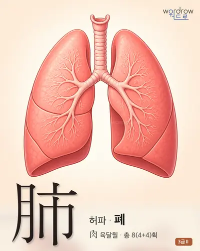 肺 (허파 폐) - 3급Ⅱ 한자 일러스트 카드