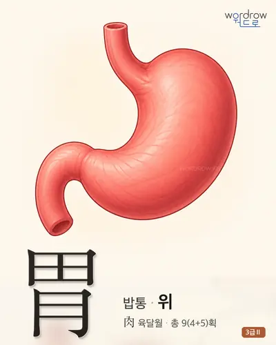 胃 (밥통 위) - 3급Ⅱ 썸네일