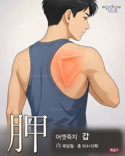 胛 (어깻죽지 갑) - 특급Ⅱ 썸네일