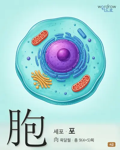 胞 (세포 포) - 4급 썸네일