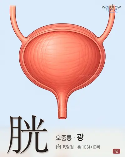 胱 (오줌통 광) - 1급 썸네일