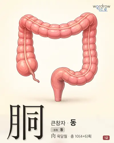 胴 (큰창자 동) - 1급 썸네일