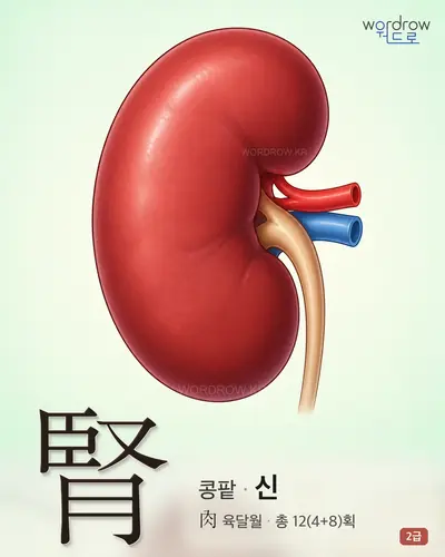 腎 (콩팥 신) - 2급 한자 일러스트 카드
