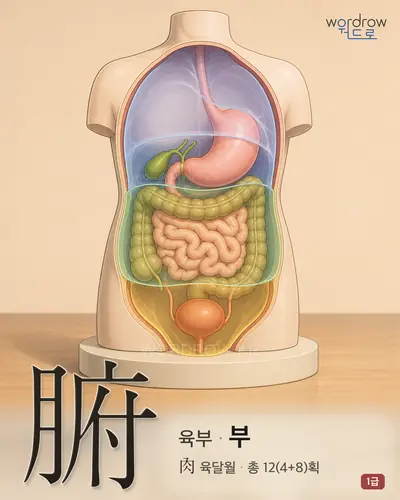 腑 (육부(六腑) 부) - 1급 썸네일