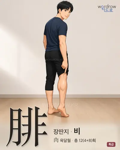 腓 (장딴지 비) - 특급 한자 일러스트 카드