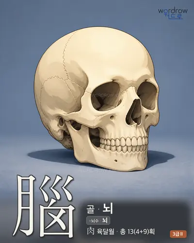 腦 (골 뇌) - 3급Ⅱ 썸네일