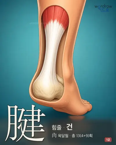 腱 (힘줄 건) - 1급 썸네일