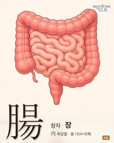 腸 (창자 장) - 4급 썸네일