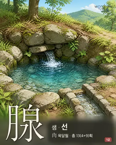 腺 (샘 선) - 1급 한자 일러스트 카드