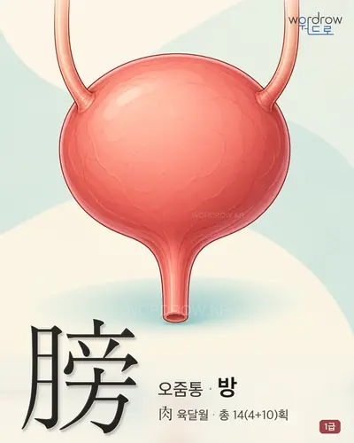 膀 (오줌통 방) - 1급 썸네일