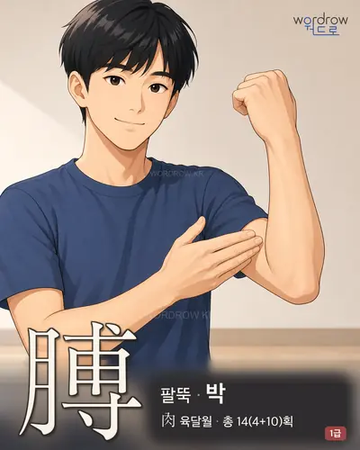膊 (팔뚝 박) - 1급 한자 일러스트 카드
