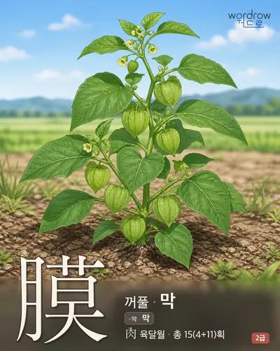 膜 (꺼풀 막) - 2급 썸네일