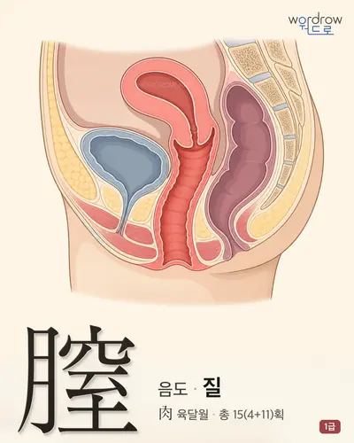 膣 (음도 질) - 1급 한자 일러스트 카드