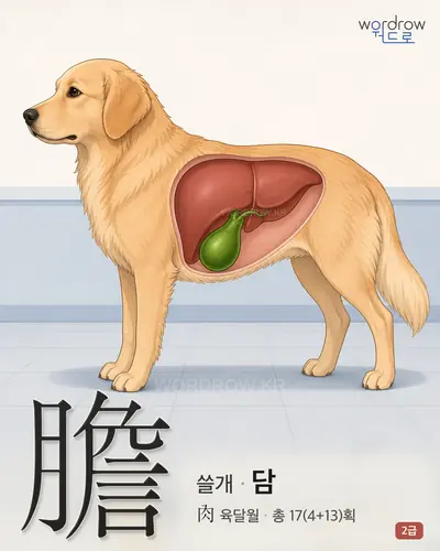 膽 (쓸개 담) - 2급 썸네일