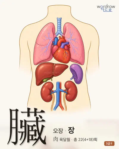 臟 (오장 장) - 3급Ⅱ 한자 일러스트 카드