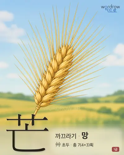 芒 (까끄라기 망) - 1급 한자 일러스트 카드