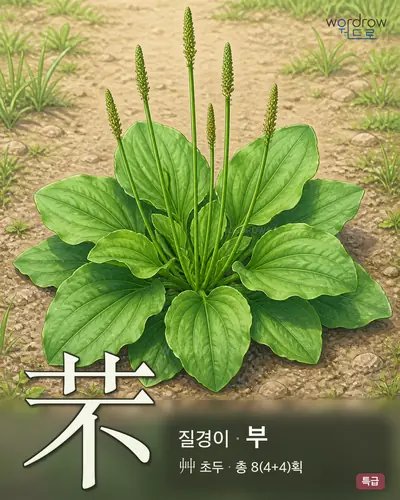 芣 (질경이 부) - 특급 썸네일