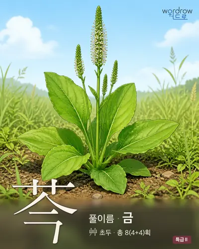 芩 (풀이름 금) - 특급Ⅱ 썸네일