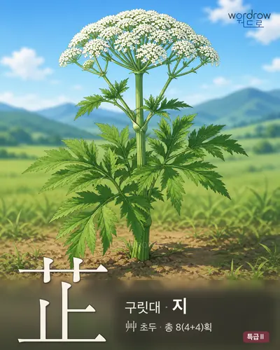 芷 (구릿대 지) - 특급Ⅱ 한자 일러스트 카드