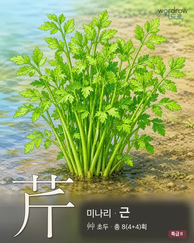 芹 (미나리 근) - 특급Ⅱ 썸네일
