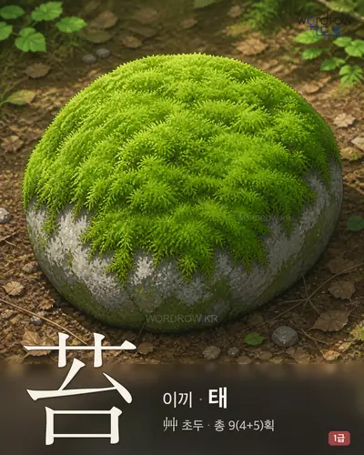 苔 (이끼 태) - 1급 한자 일러스트 카드