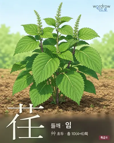 荏 (들깨 임) - 특급Ⅱ 썸네일