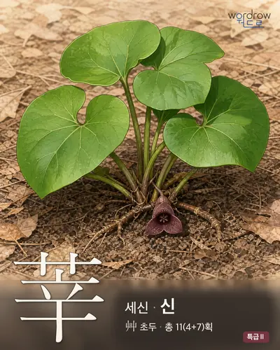 莘 (세신[細辛] 신) - 특급Ⅱ 썸네일