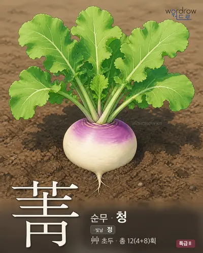 菁 (순무 청) - 특급Ⅱ 썸네일