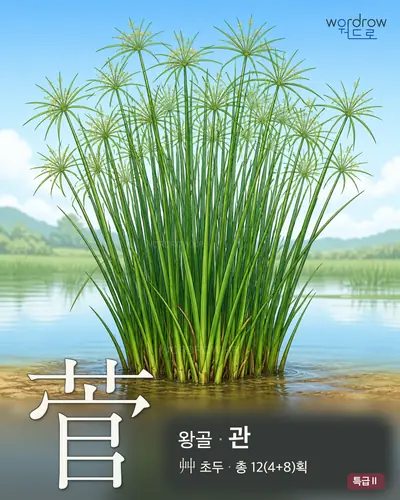 菅 (왕골 관) - 특급Ⅱ 썸네일