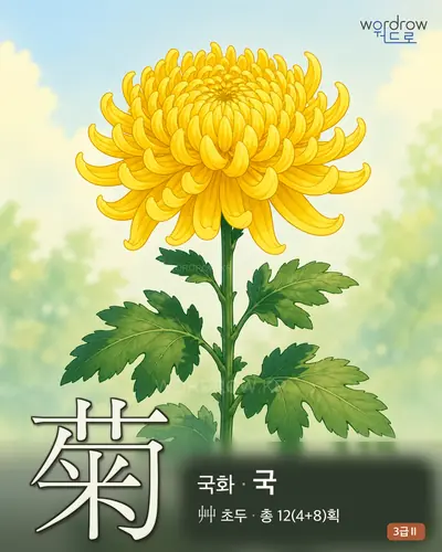 菊 (국화 국) - 3급Ⅱ 썸네일