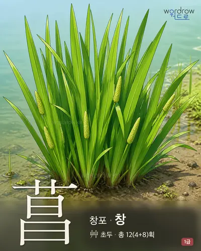 菖 (창포 창) - 1급 한자 일러스트 카드